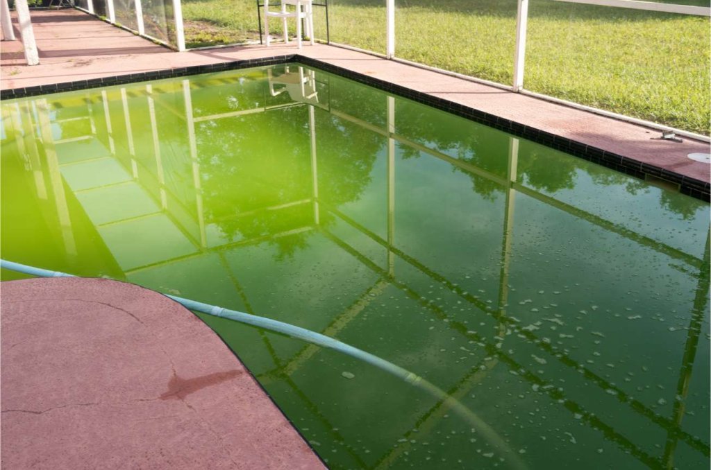 éliminer les algues dans votre piscine